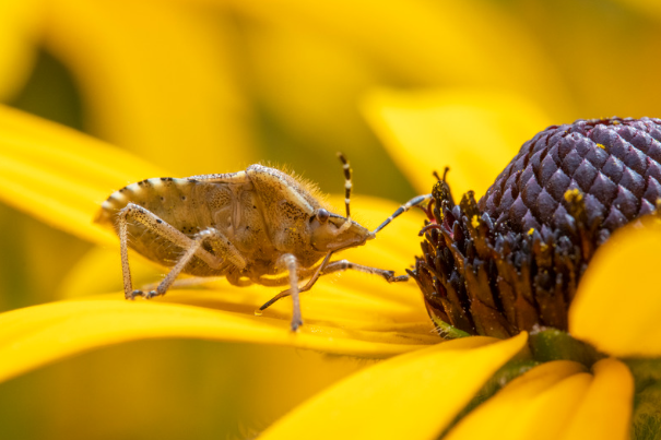 Brown Marmorated Stink Bug Season